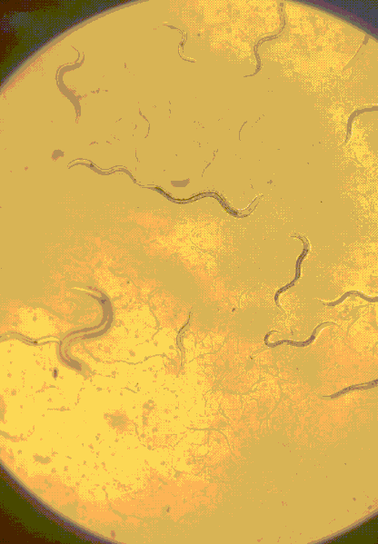 Caenorhabditis elegans research model